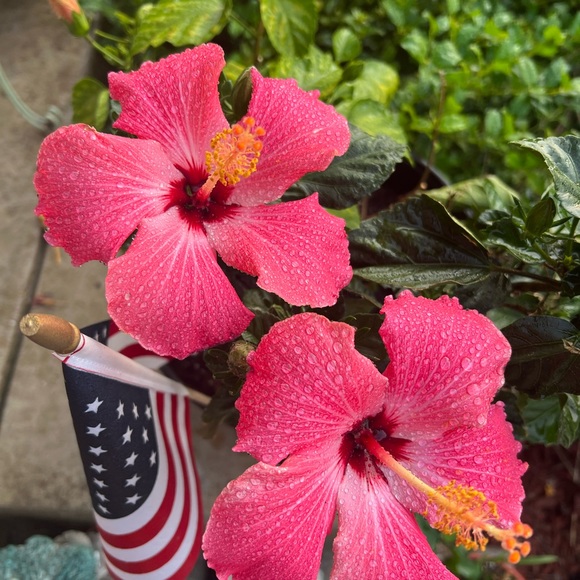 🌸 🌺 - Picture 10 of 16